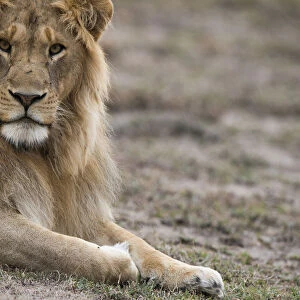 Male lion, Serengeti Tanzania