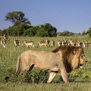 Male Lion walking with Red Lechwe in the background, Okavango Delta, Botswana