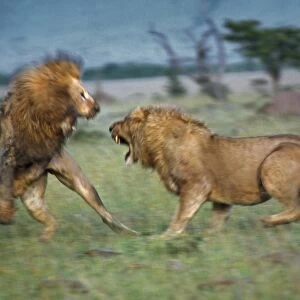 Two male lions fight to the death in Masai Mara National Reserve. The lion on the left is already badly