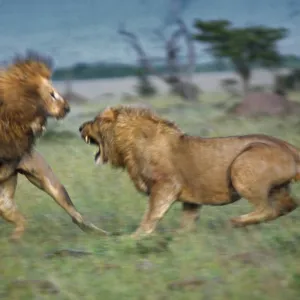 Two male lions fight to the death in Masai Mara National Reserve. The lion on the left is already badly