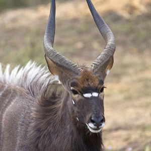 Male nyala, Botlierskop Private Game Reserve, Western Cape, South Africa