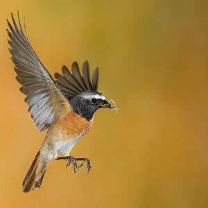 Male redstart in flight with prey, Trentino Alto-Adige, Italy