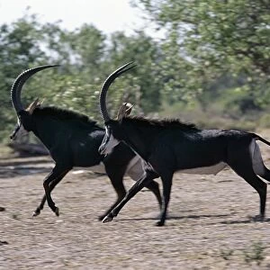Two male Sable antelopes run across open bush country
