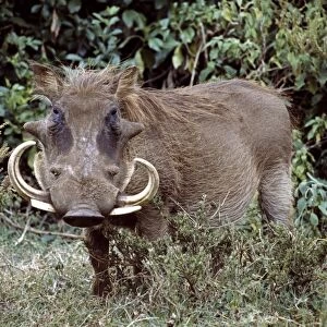 A male warthog in Lake Nakuru National Park