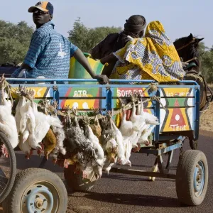 Mali, Djenn A farmer sets off in his horse-drawn cart