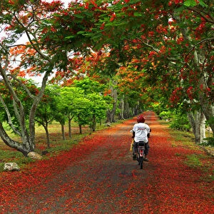 A man cycles along a road strewn with the flowers from Flame trees, Flamboyant, Mauritius