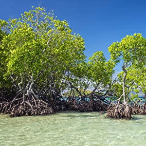 Mangrove trees (Rhizophora mangle) on CYC Island, Coron, Palawan, Philippines