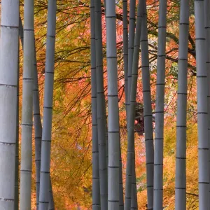 Maples trees & bamboo, Arashiyama, Kyoto, Japan