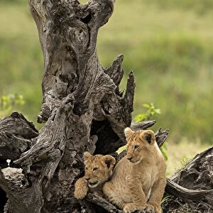 Masai Mara Park, Kenya, Africa Copy of lion cubs inside a trunk