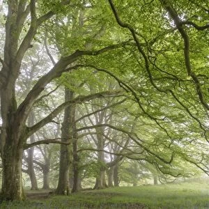 Mature beech trees in spring morning mist, Dartmoor National Park, Devon, England