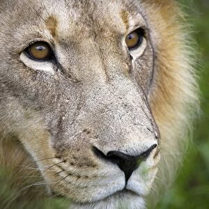A mature male lion at the Africat Foundation in Namibia