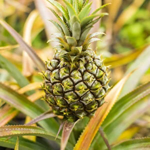 Mauritian Pineapple, Mauritius
