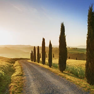 Mediterranean cypress alley - Italy, Tuscany, Siena, Val d Orcia