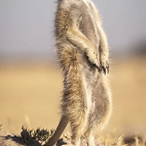 Meerkat, Makgadikgadi Salt Pans, Botswana