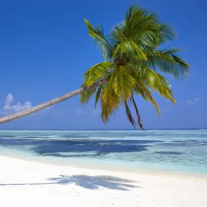 Meeru Island, the Maldives, Indian Ocean