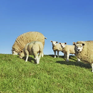 Merino sheep flock - Netherlands, North Holland, Texel, De Cocksdorp - West Frisian