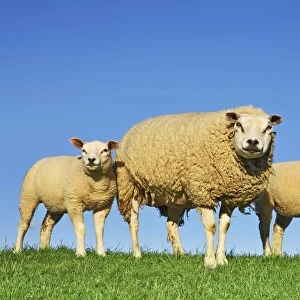 Merino sheep mother and lambs - Netherlands, North Holland, Texel