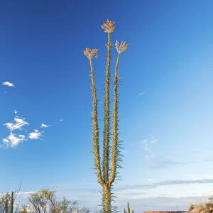 Mexico, Baja California, Catavinia, Cirios cactus