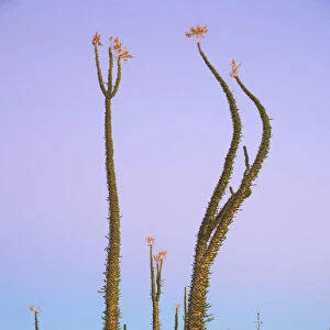 Mexico, Baja California, Fouquieria columnaris, the Boojum tree or cirio, near Catavinia