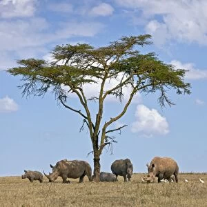 Towards mid-day, white rhinos gather around the shade of an acacia tree to slumber