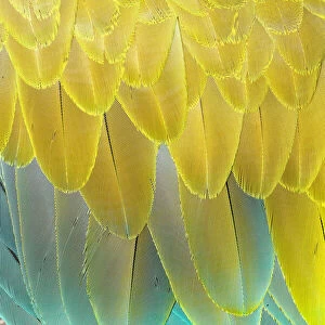 Military macaw (Ara militaris) feathers, close-up, Costa Rica
