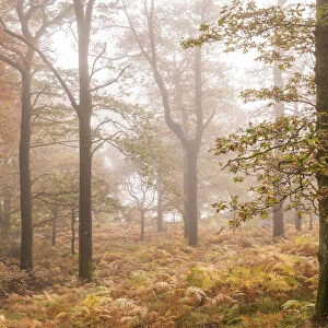 Mist shrouded autumnal deciduous woodland near Ullswater, Lake District, Cumbria, England