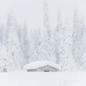 Mist on Snow Covered Hut Print