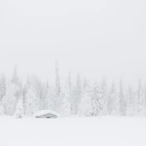 Mist on the Snowy Forest Print