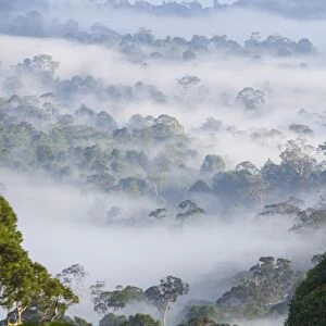 Mist, over tropical rainforest, early morning, Sabah, Borneo, Malaysia