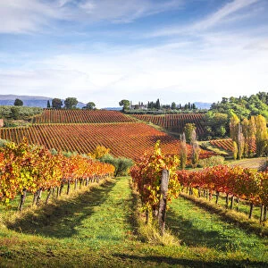 Montefalco Sagrantino vineyards, Montefalco, Perugia province, Umbria, Italy