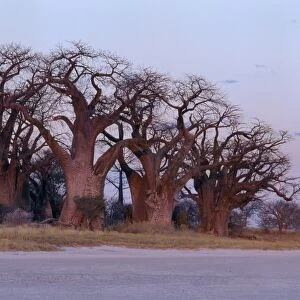 A full moon rises over a spectacular grove of ancient baobab trees