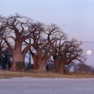 A full moon rises over a spectacular grove of ancient baobab trees