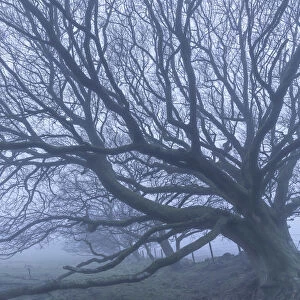 Moorland tree in winter fog, Dartmoor National Park, Devon, England