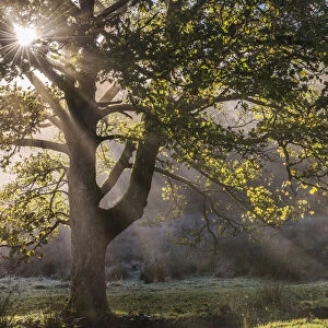 Morning sunshine streaming through the branches of a deciduous tree in the Lake District