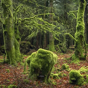 Moss covered trees in a Dartmoor forest, Dartmoor National Park, Devon, England