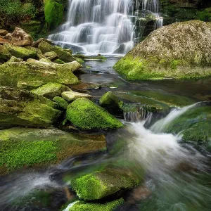 Moss at Elakala Falls in Blackwater Falls State Park, West Virginia, USA Moss at Elakala Falls in Blackwater Falls State Park, West Virginia, USA