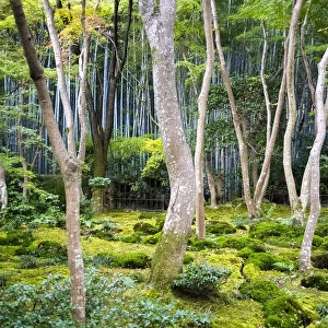 Moss garden at the Gio-ji temple, Arashiyama, Kyoto, Japan