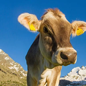 A mountain cow in summer. Lombardy, Italy