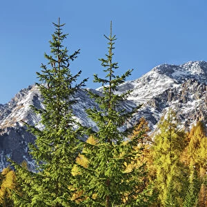 Mountain impression Latemar and larches in autumn - Italy, Trentino-Alto Adige