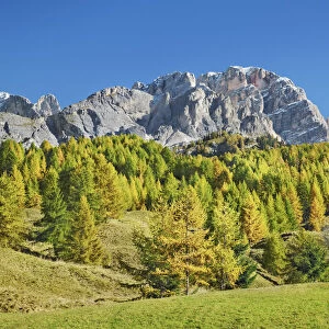 Mountain impression Monte Cristallo and larches in autumn - Italy, Veneto, Belluno