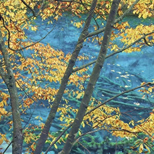 Mountain mixed forest in autumn colours - China, Sichuan, Jiuzhaigou, Peacock Lake