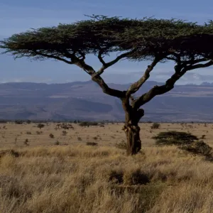 Msai warrior framed by a flat topped acacia tree and Mt