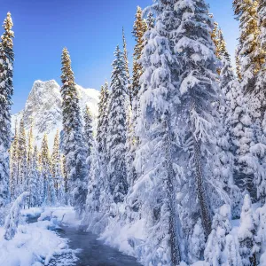 Mt. Burgess & Snow-covered Pine Trees, Yoho National Park, British Columbia, Canada