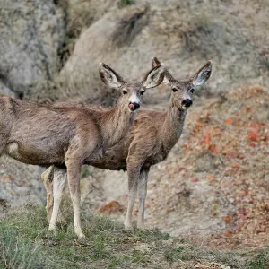 Mule deer (Odocoileus hemionus) Foraging in sage in early spring, Theodore Roosevelt NP (South Unit), North Dakota, USA