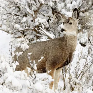 Mule deer (Odocoileus hemionus) in snowy sagebrush landscape, Yellowstone NP, Wyoming, USA
