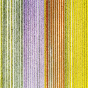 Multicolor Tulips Field Print (Warmenhuizen, Netherlands) Multicolor Tulips Field Print (Warmenhuizen, Netherlands)