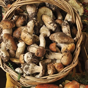 Mushrooms (Funghi) in a food market. Rome, Italy