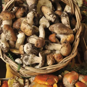 Mushrooms (Funghi) in a food market. Rome, Italy