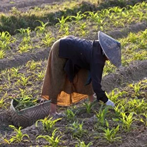 Myanmar, Keng Tung (Kyaing Tong). Tending the crops, Keng Tung, Myanmar