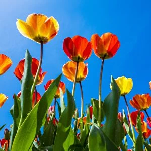 Netherlands, North Holland, Callantsoog. Multicolored tulips flower against a blue sky